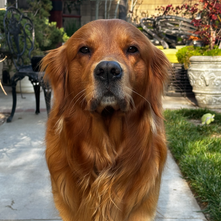 Axel, Chief Happiness Officer